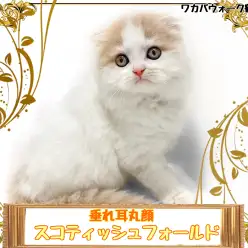 【 スコティッシュフォールド 】常に注目される人気の垂れ耳丸顔猫ちゃん