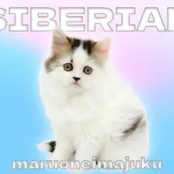 【 サイベリアン 】幸せを運ぶブラウンタビー＆ホワイト！温厚な癒し系の男の子！