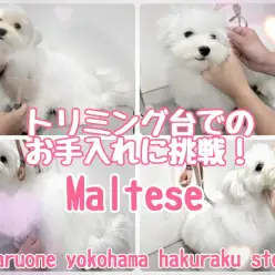 【 マルチーズ 】トリミング練習開始！マルちゃん台の上でのお手入れに挑戦