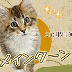 【 メインクーン 】生後4ヶ月を迎え美しさに拍車が掛かるイケメン猫ちゃん