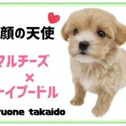 【 マルチーズ×トイプードル 】童顔爆発!大人気MIX犬のマルプーちゃんが登場!