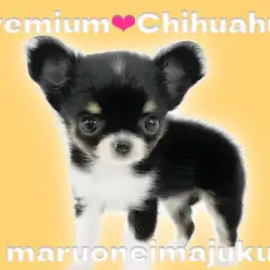 【 チワワ 】生後58日で471g！プレミアムなティーカップチワワ登場！