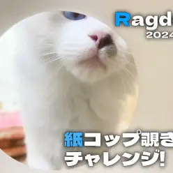 【 ラグドール成長ログ 】更に可愛い表情も見れる紙コップ覗き見チャレンジ！？