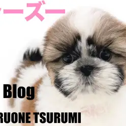 【 シーズー 】愛玩犬のなかでも人気上位のふっくら可愛い女の子!!