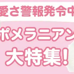 【 ポメラニアン特集 】6/27現在在店中のポメラニアンちゃん！最新動画は必見！