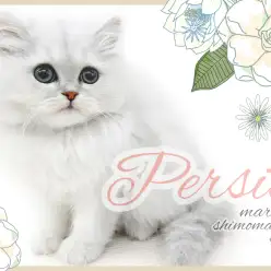 【 ペルシャ 】白銀に輝く被毛、妖艶漂う穏やかな性格で極上の癒しをお届け!
