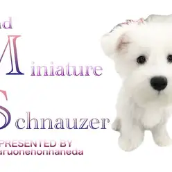 【 ホワイトミニチュアシュナウザー 】とってもフレンドリー！生後3ヶ月を迎えた真白きプリンス！