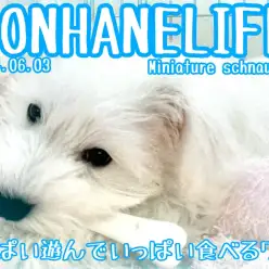 【 シュナウザー成長ログ 】食べて・遊んで・睡眠！シュナくん健やかに成長中！