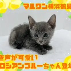 【 ロシアンブルー 】鳴き声が、可愛いロシアンブルーの男の子登場！
