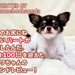 【 チワワ 】ハートマーク出現！生後100日を迎えた小柄なチワワちゃんに密着！