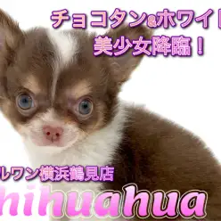 【 チワワ 】チョコタン&ホワイト！小さな美少女降臨！