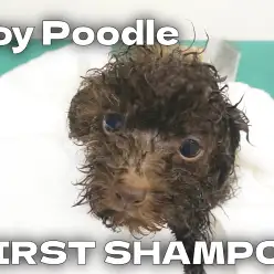 【 トイプードル成長ログ 】ブラウンプーちゃんの初めてのシャンプー体験！