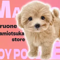 【 マルプー 】初心者にもオススメ！容姿、性格共に甘い雰囲気漂うぬいぐるミックス