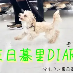 【東日暮里DIARYその2】マルプーちゃんのお散歩練習〜お友達とご挨拶〜