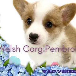 【 コーギー 】将来美犬はお約束！すべてにおいて100%完璧なパーフェクトガール