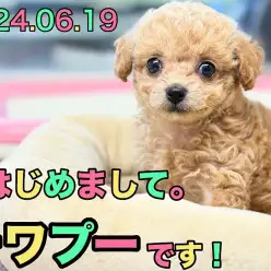 【 チワプー成長ログ 】はじめまして！まん丸お目々が可愛いチワプーです！