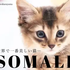 【 ソマリ 】まるでワンコ？超絶甘えん坊な世界一美しいソマリ！