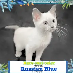 【 ロシアンブルー 】見たことあります？超希少なブルーポイントのロシアンブルー