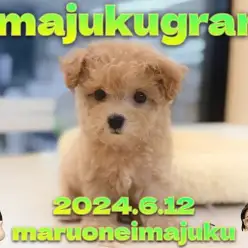 【 イマジュクグラム 】最強MIXマルプーの女の子！入店翌日の様子を大公開！