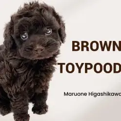 【 トイプードル 】特別感満載の希少カラー!ブラウンプードルの女の子が登場!