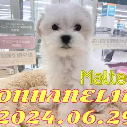 【マルチーズ成長ログ】シャンプーがんばったよ！ホワイトカラーが眩しいマルちゃん！