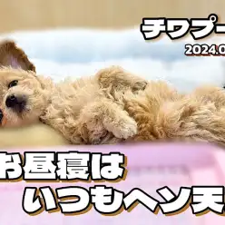 【 チワプー成長ログ 】お耳ピーンっ！へそ天スタイルでおやすみなさ〜い！