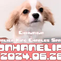 【 チワキャバ成長記録 】今日はキレイキレイの日!イケワンMIXちゃんシャンプー頑張ったよ!