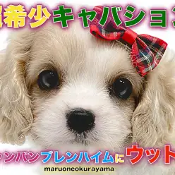 【 キャバション 】超希少キャバション！注目のシャンパンブレンハイムカラー！