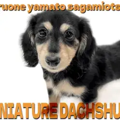 【 ミニチュア・ダックスフント 】優しく柔和な容姿と性格が愛らしい短足ワンコ！