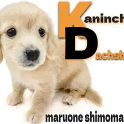 【 カニンヘンダックスフント 】ミニチュアよりも小さい！瞳が可愛いイエベ系女子！