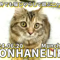 【 マンチカン成長ログ 】お外でも猫じゃらしで遊ぶニャ!