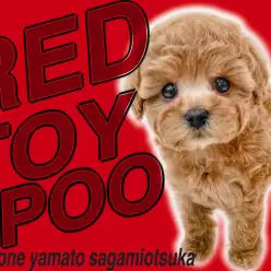 【 トイプードル 】永遠のドールフェイス！艶やかなレッドカラーのテディベアドッグ