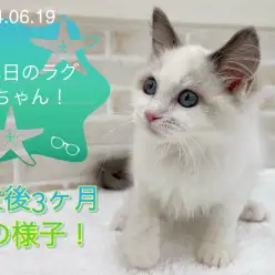 【 ラグドール 】本日のラグちゃん!生後3ヶ月の様子!