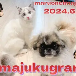 【 イマジュクグラム 】ラグドールとペキニーズのまったり多頭ライフに密着！