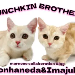【 今宿店本羽田店コラボブログ 】マンチカン兄弟の成長をプロスタッフが解説!