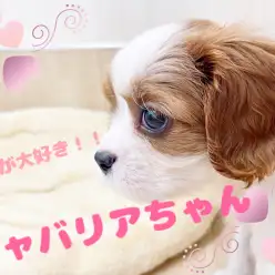 【 ほっこり北通Vol.77 】大好きアピールが一生懸命なキャバリアちゃん！