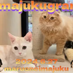 【 イマジュクグラム 】生後4ヶ月のスコティッシュちゃまと先輩マンチカンに密着!