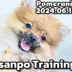 【 ポメラニアン成長ログ 】お散歩トレーニング！ドヤ顔が可愛いポメちゃま！