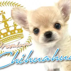【 チワワ 】可愛さが溢れちゃう！プレミアム過ぎるクリームチワワ！
