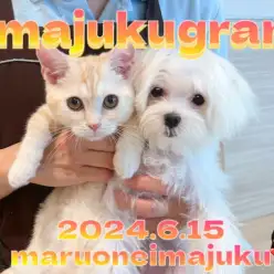 【 イマジュクグラム 】後輩マンチカンちゃまと仲良く過ごすマルチーズちゃま！