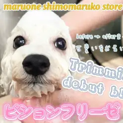 【 ビションフリーゼ 】トリミングデビューに密着の2ndブログ！