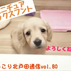 【 ほっこり北通Vol.80 】北戸田店人気ナンバーワン！ダックスの女の子登場