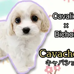 【 キャバション 】あの超人気MIX犬が登場！希少なブレンハイムカラーの女の子