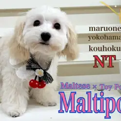 【 MIX犬 】人気のMIX犬、クリームカラーのマルプーの女の子