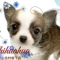 【 チワワ 】温かみのあるレッド＆ホワイトカラーにおっとりした性格の女の子