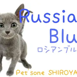【 ロシアンブルー 】お客様も驚く！超絶甘えん坊にゃんこ