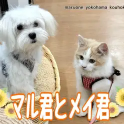 【 なかよし通信 】港北NT店にワンにゃん仲良しコンビが誕生しました！