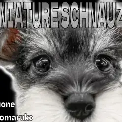 【 ミニチュアシュナウザー 】大きな瞳はアニメ顔!遊ぶのが大好きな最高の家庭犬!