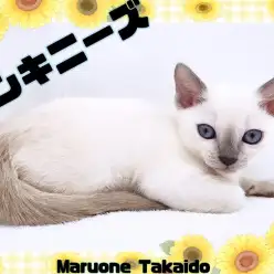 【 トンキニーズ 】激レア!シャム×バーミーズのハイブリットキャット登場!!