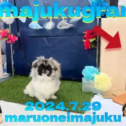 【 イマジュクグラム 】今宿店給水スポットの開設をペキニーズちゃまとお知らせ！